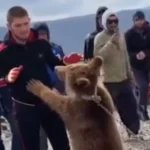 Kako je sve Počelo – Ponovno je popularna snimka borbe devetogodišnjeg Khabiba s medvjedom(VIDEO)