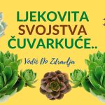 LJEKOVITA SVOJSTVA ČUVARKUĆE..